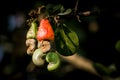 Closeup shot of raw cashewnuts hanging on the branch with its fruit Royalty Free Stock Photo