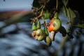 Closeup shot of raw cashewnuts hanging on the branch with its fruit Royalty Free Stock Photo