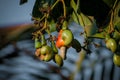 Closeup shot of raw cashewnuts hanging on the branch with its fruit Royalty Free Stock Photo