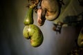 Closeup shot of raw cashewnuts hanging on the branch with its fruit Royalty Free Stock Photo