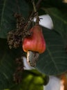 Closeup shot of raw cashewnuts hanging on the branch with its fruit Royalty Free Stock Photo