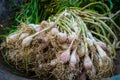 A closeup shot of raw garlic with covering and leaves. Organically grown garlic in North India