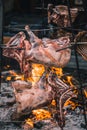 Closeup shot of raw lamb ribs on a traditional circular grill, being cooked with fire