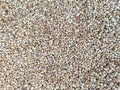 Closeup shot of a raw pearl millet grains Royalty Free Stock Photo