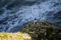 Closeup shot of razor-billed auks near the sea on a sunny day Royalty Free Stock Photo