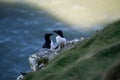 Closeup shot of razor-billed auks near the sea on a sunny day Royalty Free Stock Photo