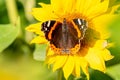 Closeup shot of a red admiral butterfly on a blooming yellow flower Royalty Free Stock Photo