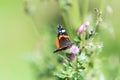 Closeup shot of a Red Admiral butterfly foraging on a purple flower in spring Royalty Free Stock Photo