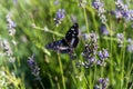 Closeup shot of a red admiral butterfly on a purple lavender flower Royalty Free Stock Photo