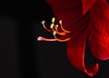 Closeup shot of red amaryllis isolated on a black background Royalty Free Stock Photo