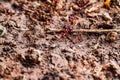 Closeup shot of red ants foraging on the muddy ground.