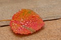 Closeup shot of a red aspen with small waterdrops on it on a wooden surface