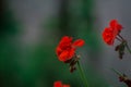 Closeup shot of red bedding geranium against a green blurred background Royalty Free Stock Photo