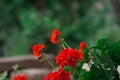 Closeup shot of red bedding geranium against a green blurred background Royalty Free Stock Photo