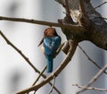 Closeup shot of a Red-billed alcyone on the tree branch Royalty Free Stock Photo