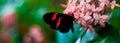 Closeup shot of a red and black butterfly on a beautiful pink flower Royalty Free Stock Photo