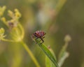 Closeup shot of a red and black striped stink bug Royalty Free Stock Photo