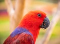 Closeup shot of red and blue parrot during daytime Royalty Free Stock Photo