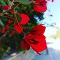Closeup shot of red Bougainvillea blossoms