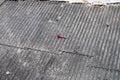 Closeup shot of a red brush on the grey roof