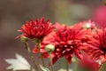 closeup shot of red chrysanthemum flowers in a garden with beautiful arrangement of petals Royalty Free Stock Photo