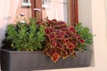 Closeup shot of a red coleus plant in the pot on the windowsill
