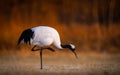 Closeup shot of a red-crowned crane pecking grass in a field in Kushiro, Hokkaido