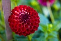 Closeup shot of a red dahlia explosion flower in a garden