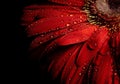 Red Daisy & water droplets Royalty Free Stock Photo