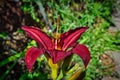 Closeup shot of a red daylily flower in the garden Royalty Free Stock Photo