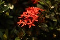 Closeup shot of a red epidendrum flower under the sunlight