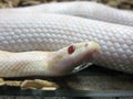Closeup shot of a red eyed white snake