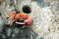 Closeup shot of a red fiddler crab on the mud Royalty Free Stock Photo