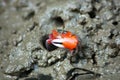 Closeup shot of a red fiddler crab on the mud Royalty Free Stock Photo