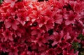 Closeup shot of red flowers at daytime