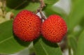 Closeup shot of red fruits of Arbutus unedo
