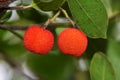 Closeup shot of red fruits of Arbutus unedo