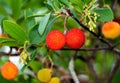 Closeup shot of red fruits of Arbutus unedo Royalty Free Stock Photo