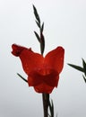 Closeup shot of red gladiolus flower with water drops isolated Royalty Free Stock Photo