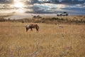 Closeup shot of a red hartebeest grazing in the forest Royalty Free Stock Photo