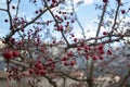 Closeup shot of the red Hawthorns berries (Crataegus) growing on the tree on the blurred background