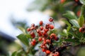 Closeup shot of the red hawthorns on the tree branches