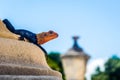 Closeup shot of a red-headed rock agama perched on the stone in the park Royalty Free Stock Photo