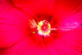 Closeup shot of a red Hibiscus flower stigma