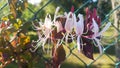 Closeup shot of red honeysuckle flowers in a garden in daylight Royalty Free Stock Photo