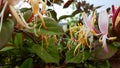 Closeup shot of red honeysuckle flowers in a garden in daylight Royalty Free Stock Photo