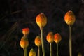 Closeup shot of Red hot pokers Royalty Free Stock Photo