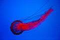 Closeup shot of a red jellyfish in the water Royalty Free Stock Photo