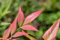 Closeup shot of red leaves on a gulf stream plant