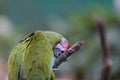 Closeup shot of a red-lored amazon parrot with a stick on a blurred background Royalty Free Stock Photo